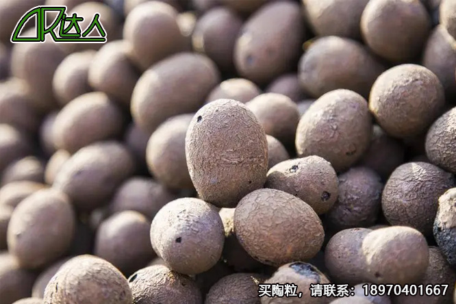 建筑陶粒、回填陶粒 建筑陶粒、回填陶粒